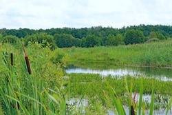 Summer landscape with swamp lake and forest. Nature with forest river and swamp. Country wetland landscape. Swamp water forest trees landscape. Marshland swamp water trees panorama