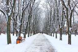 Beautiful park alley with bench and trees in winter sunny day. Beautiful park with promenade path and trees covered by snow. Empty city park in winter