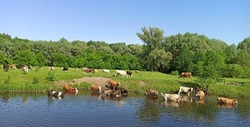 Cows grazing on green farm pasture in summer. Landscape with cows grazing on meadow near river. Cows eating green grass near river. Panorama with lake and domestic farm animals