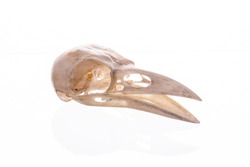 Crow skull isolated on a white background
