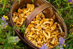 Mushrooms chanterelle in the basket. Composition with wild mushrooms in the forest. CANTHARELLUS CIBARIUS