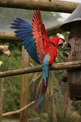 macaw wings