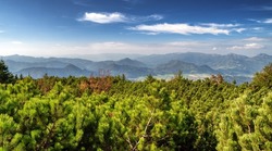 Mountain pine and beautiful summer mountain landscape. View from hill Velky Choc in Slovakia