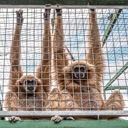 Two monkeys looking sadly from behind a cage. Animal rights concept