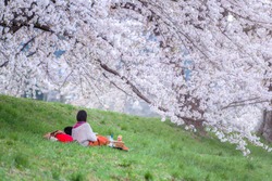 A couple sitting under the sakura tree at park, Enjoy watching Sakura blossom (Cherry blossom).