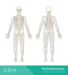 The human skeletal system, vector illustrations of human skeleton front and rear view