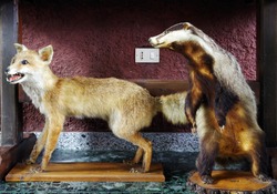 Decoration interior animal taxidermy or stuffed for show 