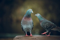 Pigeons love. Two Pigeons in love in park