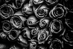 Abstract Black and White Rose Flower Background