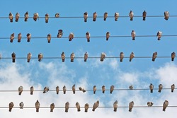 many pigeons placed on wires of the electricity grid