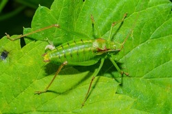 Tettigonia viridissima, the great green bush-cricket, is a large species of katydid or bush-cricket belonging to the family Tettigoniidae, subfamily Tettigoniinae. Selective focus image.