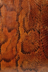 Highly patterned snake skin close up
