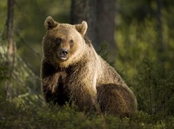 A brown bear in the forest