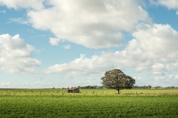 Picturesque Normandy pasture with white clouds and blue sky near lyons la foret, eure, France