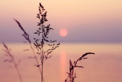 Little grass stem close-up with sunset over calm sea, sun going down over horizon. Pink & purple pastel watercolor soft tones. Beautiful nature background. 