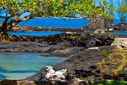 False Kamini Tree  and the Lava Rock Shoreline of Coconut Island Park, Hilo, Hawaii Island, Hawaii, USA