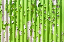  Green wall paint, gliding background. 
