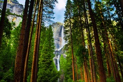Yosemite Waterfalls behind  Sequoias  in Yosemite National Park,California