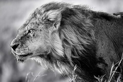 Portrait of Lion Clawed with flowing mane. He is the oldest and most powerful lion from the Marsh Pride in Masai Mara, Kenya