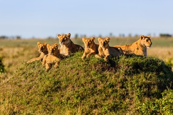 Two Lionesses with four cubs on a termite hill enjoy the sun in Masai Mara, Kenya