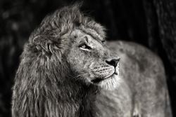 Close up of a beautiful Lion in Masai Mara, Kenya 