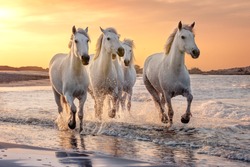 White horses are galloping in the water  all over the sea in Camargue, France.