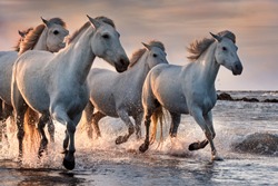 White horses are runing in the water  all over the sea in Camargue, France.