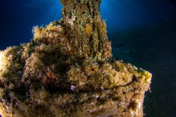 Scorpion fish on the artificial reef. Wide angle underwater photography. Underwater landscape and scenery. Red Sea. Dahab, Egypt.