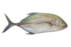 Caranx melampygus, Bluefin trevally or Black ulua on white