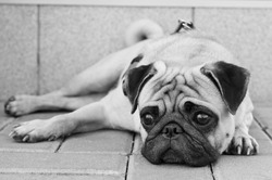 Black and white portrait of sad purebred pug dog lying on blocks outdoors and looking somewhere with depression in his eyes