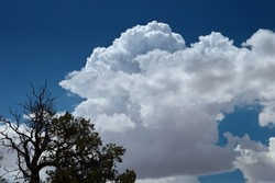 A single tree silhouetted against the background of beautiful cloud formation in the deep blue, desert sky in the state of Utah, United States of America.