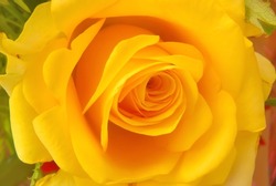 Closeup of a beautiful single fresh yellow rose showing symmetric arrangement of petals.