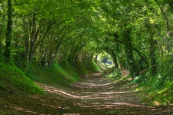 Tree Tunnel. Chichester. Halnaker, Windmill Route