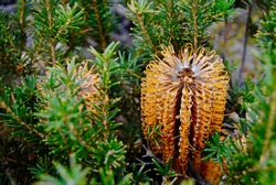 The orange native Australian Banksia plant in the bush