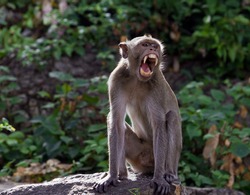 Monkeys yawn agape.