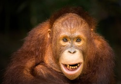 the orangutan.