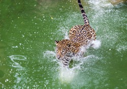 Jaguar swimming. motion blur