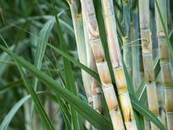 fresh sugarcane in garden.