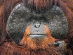 Orangutan face.