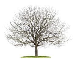 isolated walnut tree in the winter