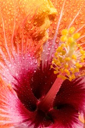 Yellow/ orange colored Hibiscus exotic tropical flower with water drops, close up. Hawaii, Maui, USA