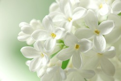 White lilacs flowers  background      