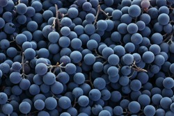 Red wine grapes background 