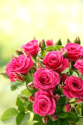 Bunch of pink roses in a vase