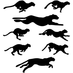 Set of Wildcats (Puma) Running Pose silhouettes. Run, Jump, Attack, Pursue, Chase. High Detail Smooth. Vector Illustration. 