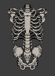 Rib Cage. Skeleton Human.