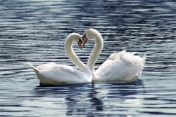 loving swans forming a heart