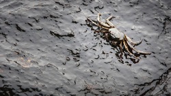 crab and crude oil spill on the stone at the beach