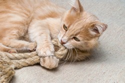 the cat plays with a rope