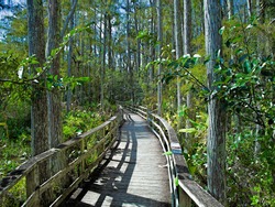 Boardwalk at Audubon Corkscrew Swamp Sanctuary, Florida